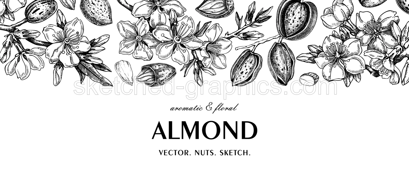 Almond background. Blooming branches, flowers, almond nut sketches. Hand drawn vector illustration. Vinatge botanical banner. NOT AI generated Illustration